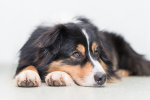 Follow These Steps If Your Pet Has an Anxiety Problem