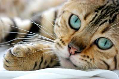 Tips for Moving to a New Home With a Cat