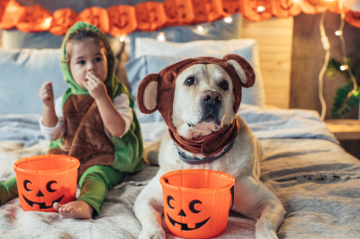 Halloween Pet Dangers