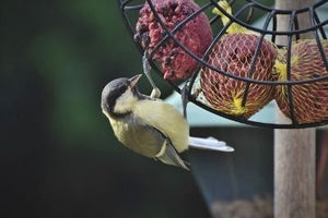 Spring Bird Feeding Tips