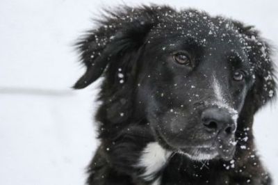 Cold Weather Safety for Pets