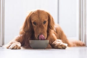 Bone Broth, Goat Milk, and Your Pet's Nutrition
