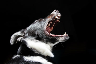 5 Tips For Dealing With Bullies