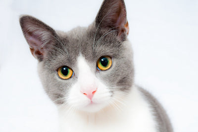Transitioning Your Cat's Food with Cat Treats
