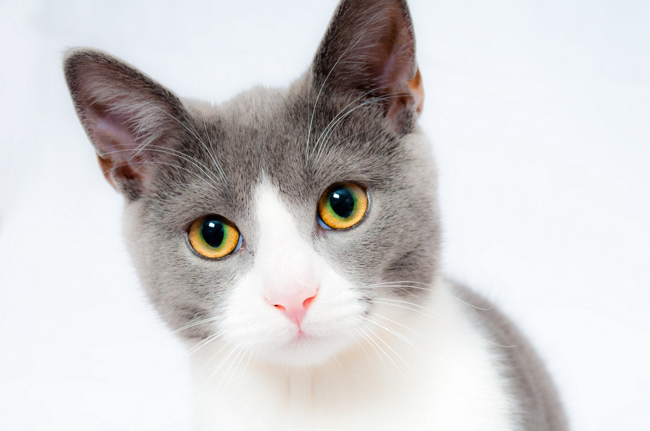 Transitioning Your Cat's Food with Cat Treats
