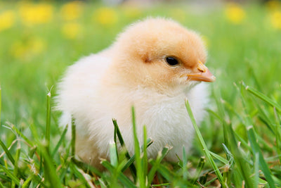 Protect Chickens this Winter