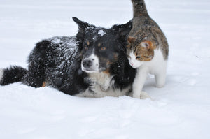 Safety Tips to Protect Your Pet This Winter