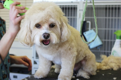 Grooming Your Dog
