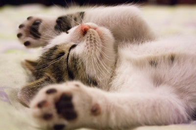 Boarding Tips & Tricks for Your Cat