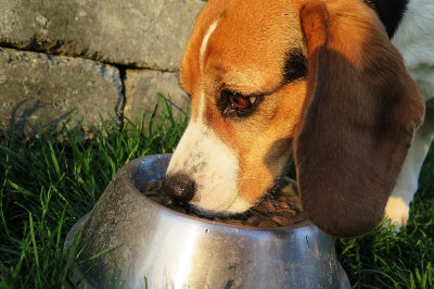 6 Reasons Why You Should Be Changing Your Pet’s Food
