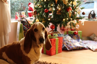 Keeping Your Furry Friends Safe During the Holidays