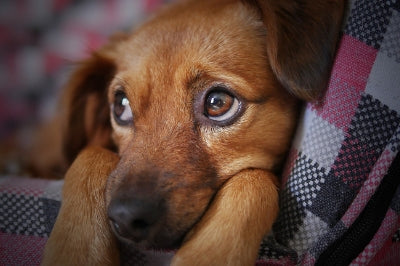 Does Your Dog Have Any Separation Anxiety?