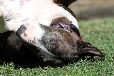 Don't Let Them Bite: Preventing Fleas & Ticks