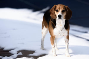 How to Protect Your Pet During the Winter