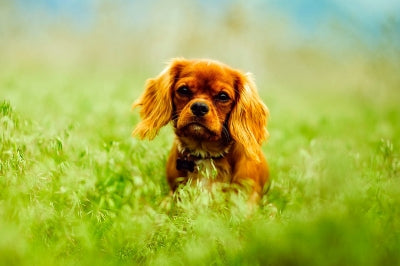 October is National Pet Wellness Month