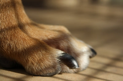 How to Trim a Dog's Toenails