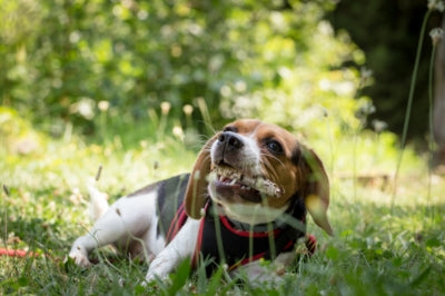 How to Get Your Dog to Stop Chewing Everything