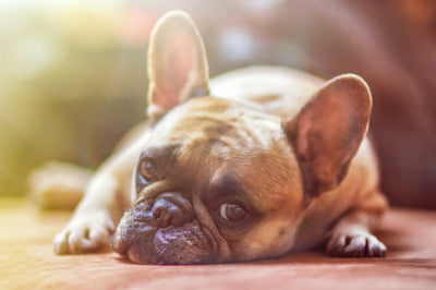 Summer Heat and Happy Pets