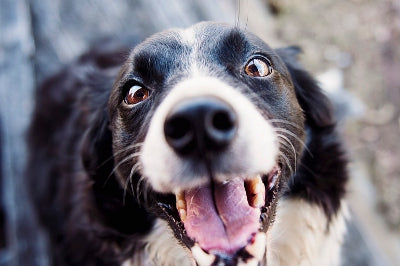 Your Pet’s Pearly Whites: Pet Dental Health Month