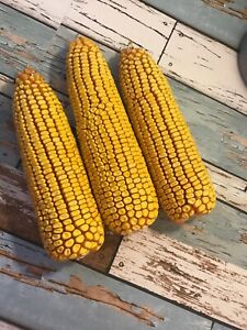 Ear of Corn